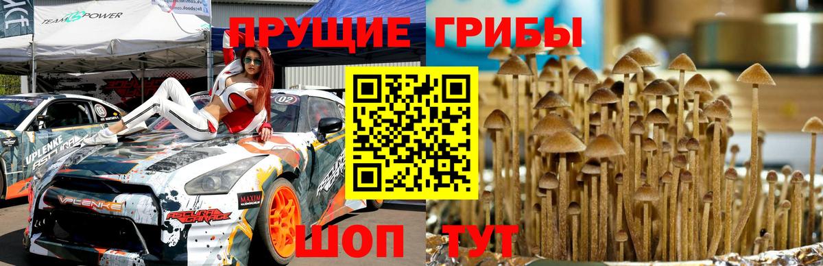 Южноуральск  купить наркоту  Вход с VPN  Псилоцибиновые грибы Psilocybine cubensis 